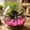Hot Pink Size F F2, variant on ZZkhGO Glow in the Dark Seashell Figurines, Colorful Luminous Sea Star Shell Stones for Fish Tank, Vase Filler Beach Theme Decor for Garden Aquarium Party, Hot Pink