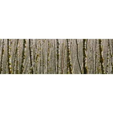 Trees in the forest Red Alder Tree Olympic National Park Washington State USA Canvas Art - Panoramic Images (18 x