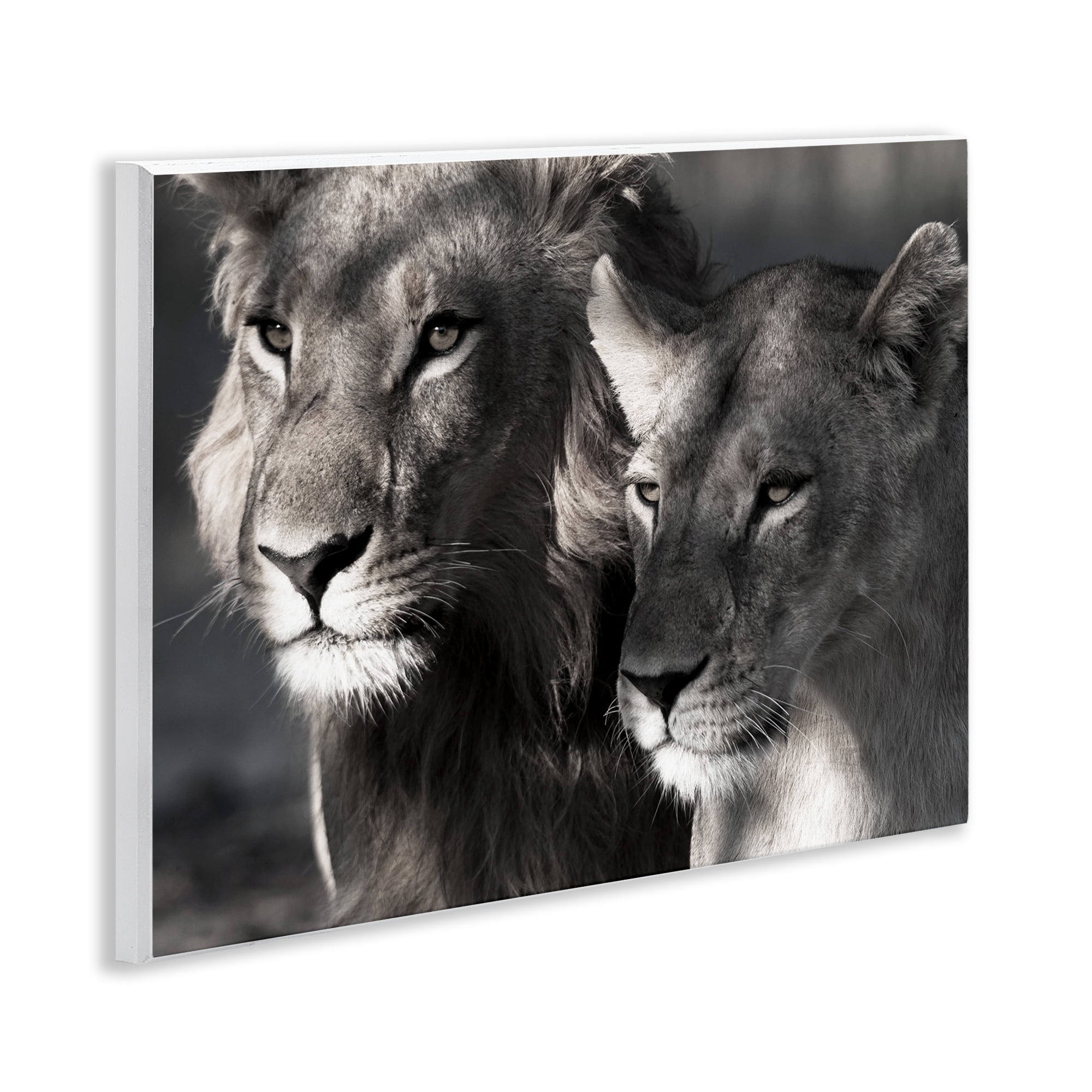 Stupell Industries Strong Lion & Lioness Animals & Insects Photography Unframed Art Print Wall Art, 14 x 11