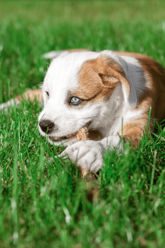 Beef Lung Stick Dog chew - 11oz