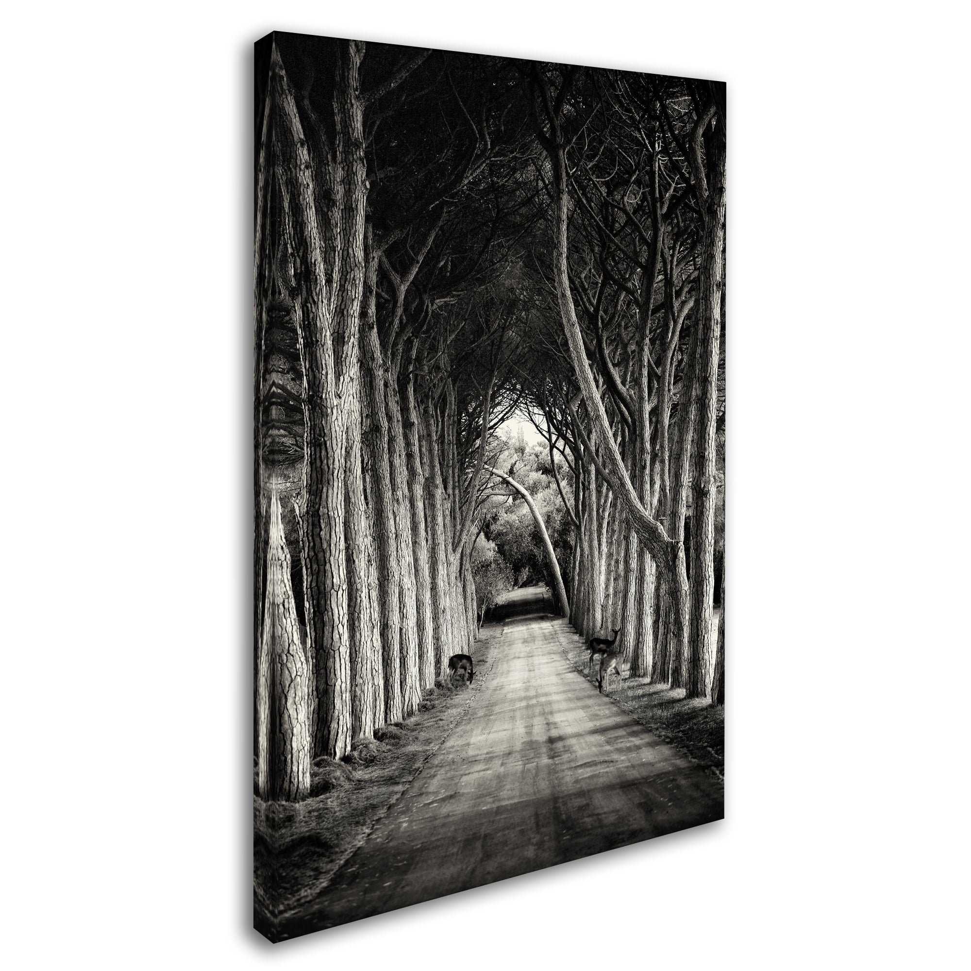 Sandra 'Path' Canvas Art
