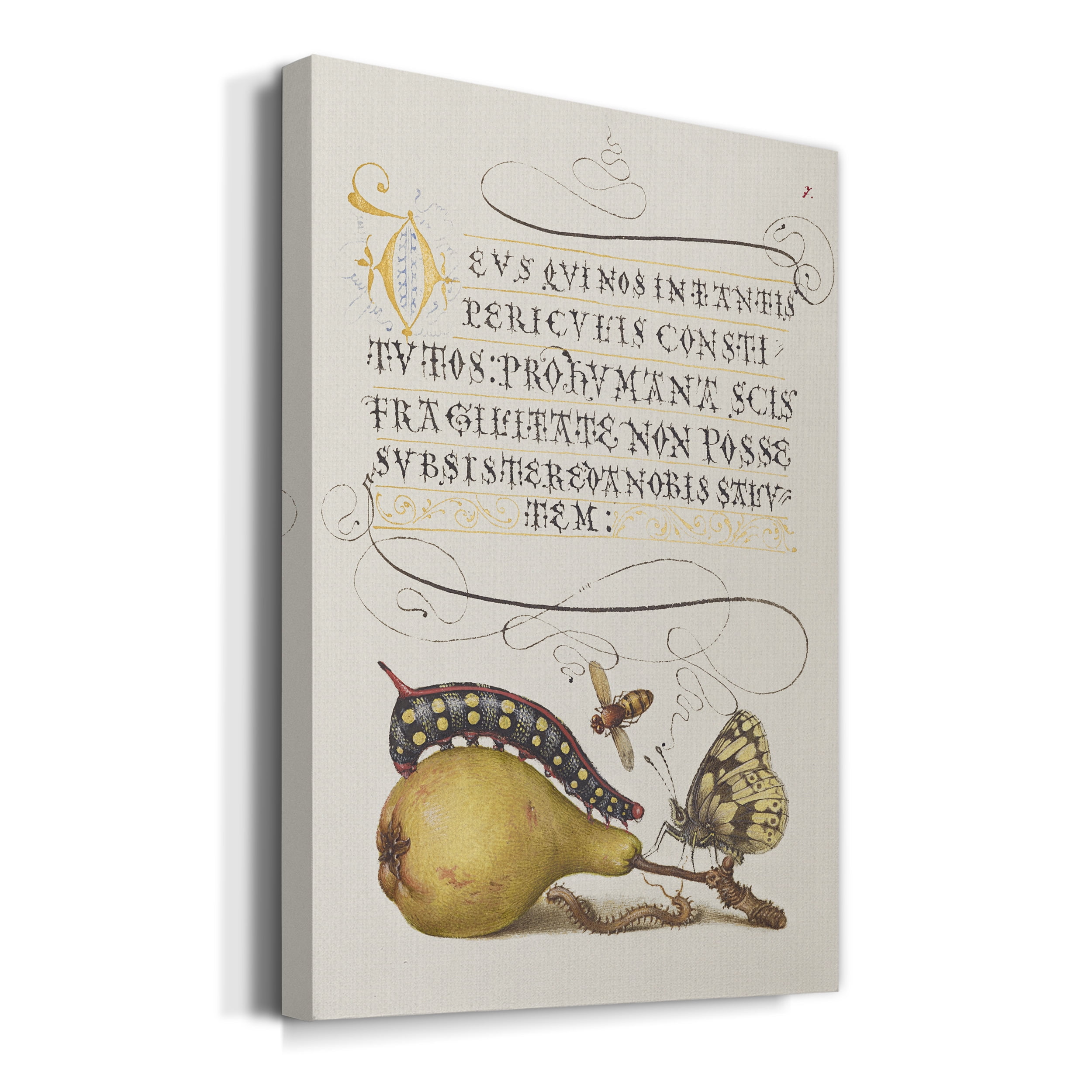 Fly, Caterpillar, Pear, and Centipede Premium Gallery Wrapped Canvas - Ready to Hang - 40 x 60