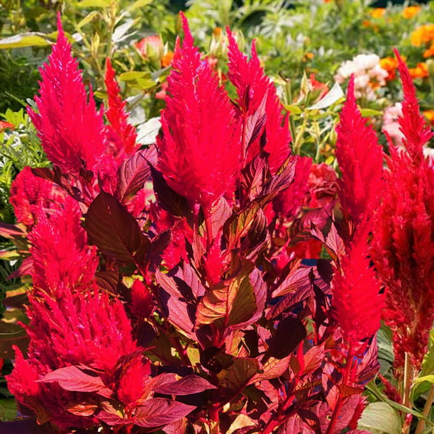 TomorrowSeeds - Scarlet Plume Celosia Seeds - 500+ Count Packet - Red ...