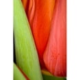 thumbnail image 3 of Peterson, Lee 11x14 Black Modern Framed Museum Art Print Titled - Tulip Detail I, 3 of 5