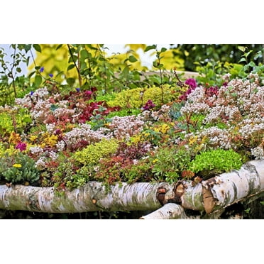 150 MIXED SEDUM Stonecrop Succulent Groundcover Red White Yellow Pink Purple Flower Seeds