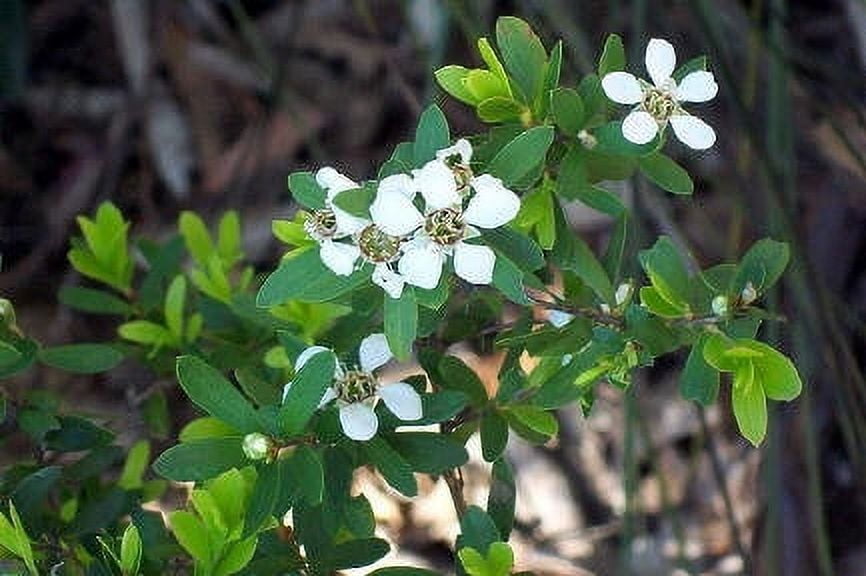 Tea Tree Australian Organic Essential Oil 15 ml (1/2 fl oz) - 100% Pure and Natural by Silky Scents
