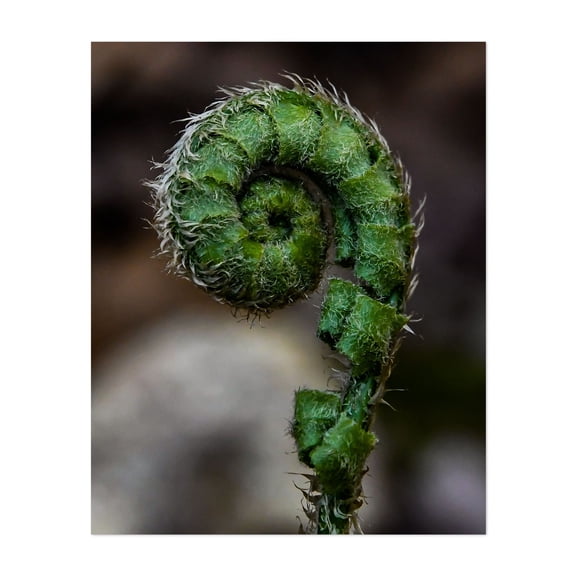 Fern Fiddlehead - Pennsylvania Photography Botanical Nature Abstract Floral Pattern Unframed Wall Art Print 4 x 6 inches