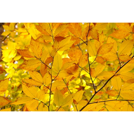 LAMINATED POSTER Fall Leaves New Hampshire New England Trees Autumn Poster Print 24 x