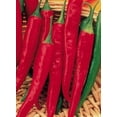 thumbnail image 3 of Cayenne Long Slim Pepper Plant | Two Live Garden Plants | Non-GMO, Medium Heat, Dries Well, 3 of 5