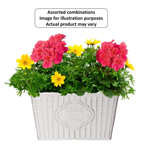 Expert Gardener #11 Window Box Flowering Annuals, Assorted Colours & Varieties, Outdoor Live Plants for Home Garden