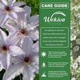 thumbnail image 2 of Clematis Snow Queen - 2 Live Starter Plants in 2 Inch Growers Pots - Starter Plants Ready for The Garden - Rare Clematis for Collectors, 2 of 6
