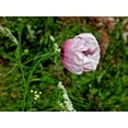 thumbnail image 4 of Seedville 500 Izmir Poppy Flower Seed, White & Purple, 4 of 10