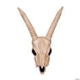 thumbnail image 2 of Seasons USA Gazelle Skeleton Skull Halloween Decoration - 18 in x 12 in, 2 of 2