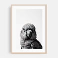 thumbnail image 2 of baby parro - Photography Bird Wildlife Black and White Portrait Animal Minimalist Nature Unframed Wall Art Print 32 x 48 inches, 2 of 60