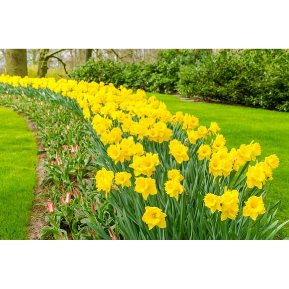 Days of Daffodils - 50 Yellow Daffodil Bulbs - Narcissus Large Giant Bulbs - Ships from Iowa, USA