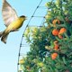 thumbnail image 2 of Esgrima Para Plantas De Jardín, Red De Protección Contra Pájaros Para El Jardín Del Hogar Minnieouse HA042524-01, 2 of 6