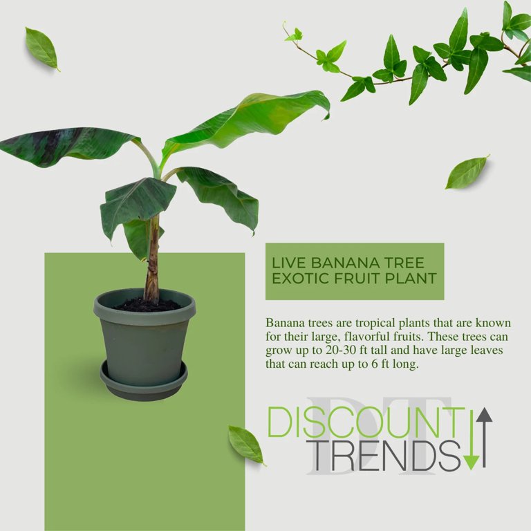 banana tree discount code