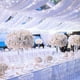 thumbnail image 4 of Series navideñas LED DOSYU 15 Metros 300 LEDs Blanco FRÍO, 4 of 8