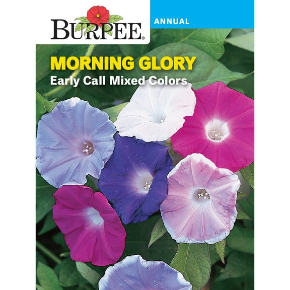 Burpee Early Called Mixed Colors Morning Glory