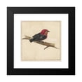 thumbnail image 2 of Carel Borchaert Voet 12x12 Black Modern Framed Museum Art Print Titled - Manakin, the Surinamese Bird Pipra Aureola (1681 - 1743), 2 of 5