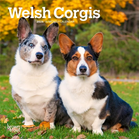 Welsh Corgis | 2026 7x14" (Hanging) Monthly Mini Wall Calendar | BrownTrout