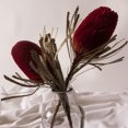 thumbnail image 3 of Vickerman 12"  Jumbo Purple Orchid Banksia Flower with Stem. Includes 25 Stems per Pack. Dried, 3 of 3