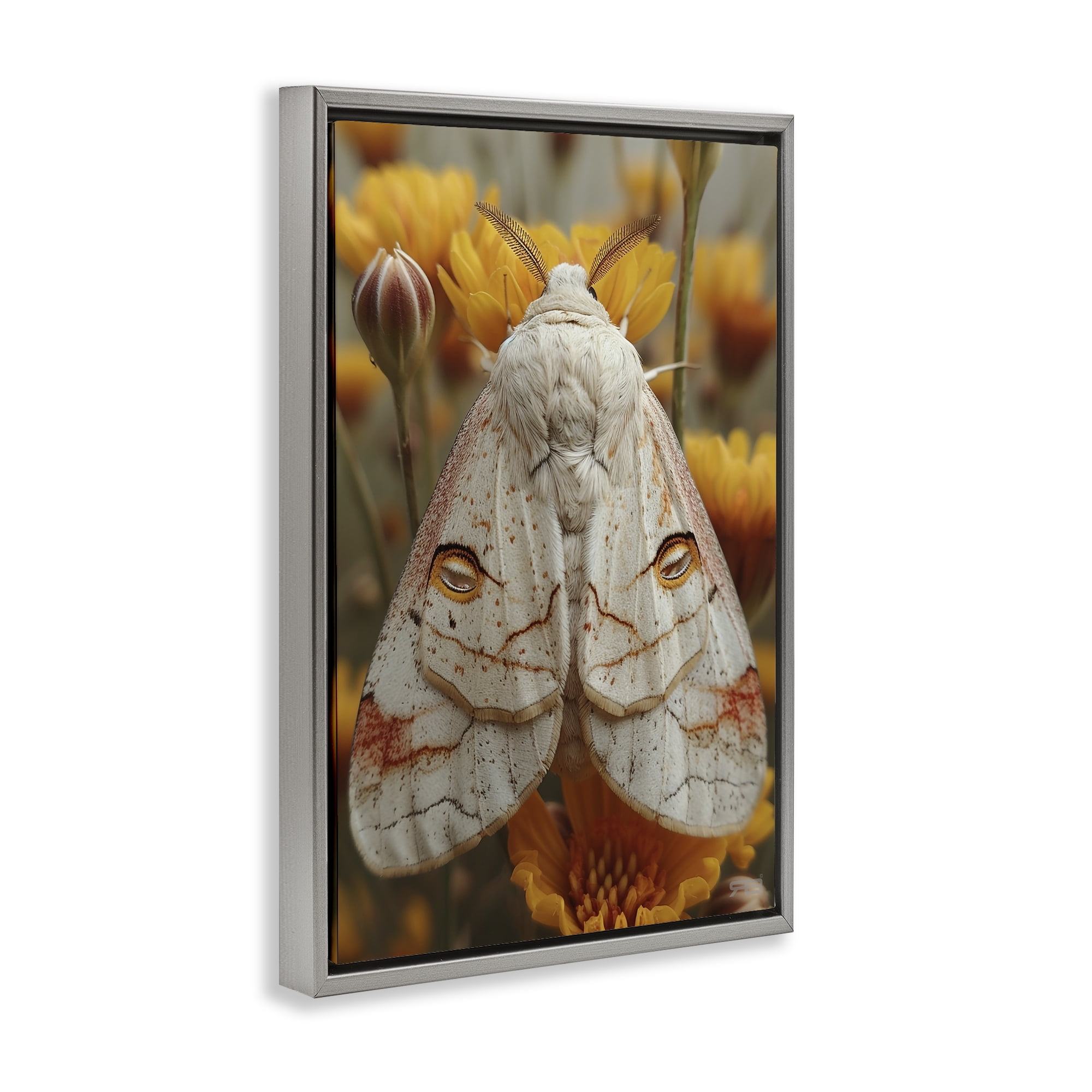 Stupell Industries Delicate Luna Moth Animals & Insects Painting Gray Floater Framed Canvas Art Print Wall Art, 17 x 25