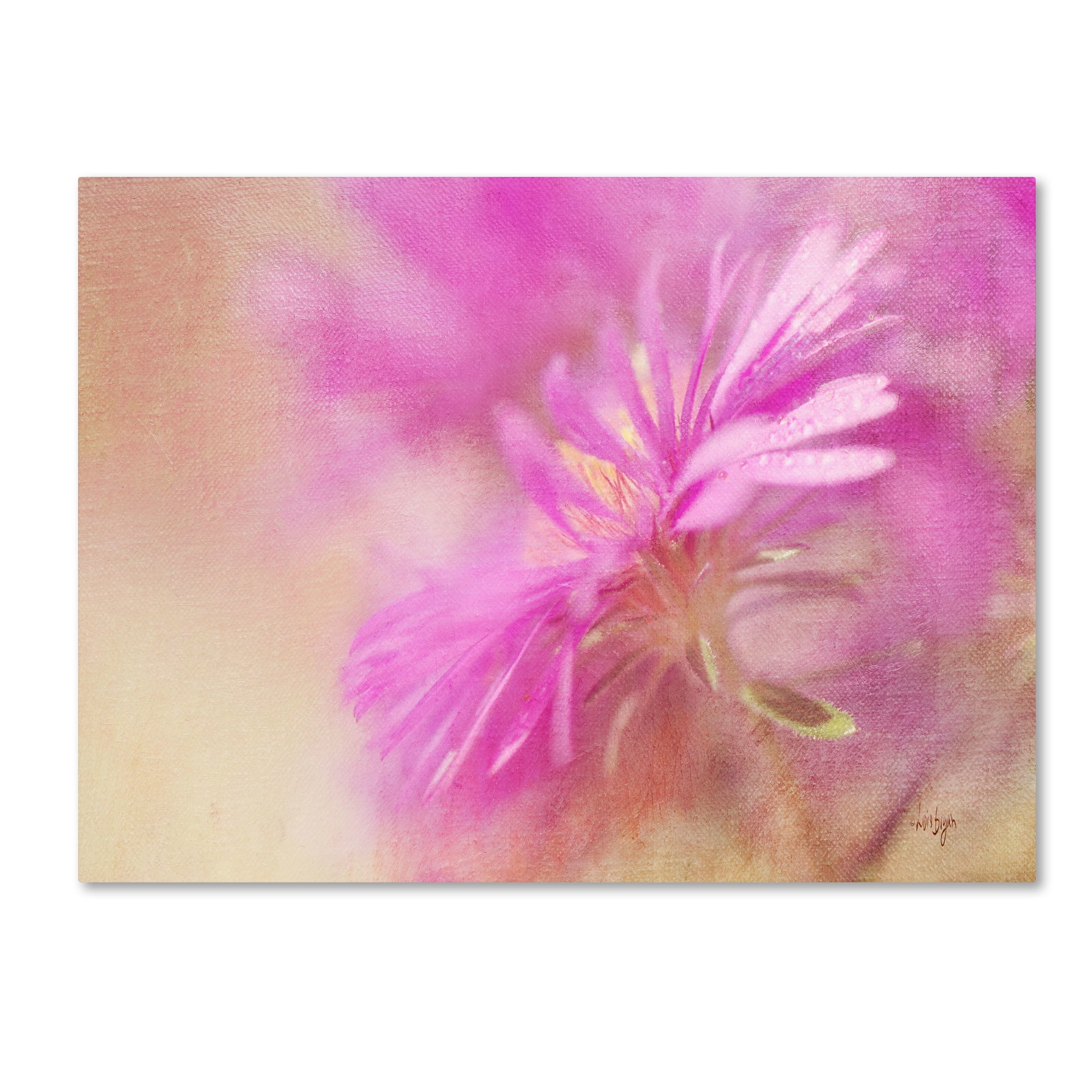 Trademark Fine Art "Dewy Pink Aster" Canvas Art by Lois Bryan