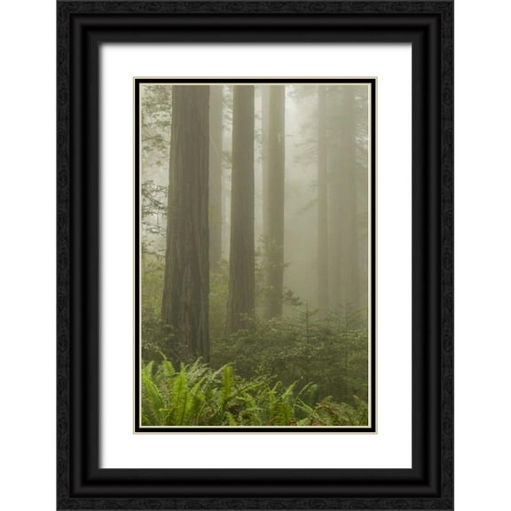 Illg, Cathy and Gordon 23x32 Black Ornate Wood Framed with Double Matting Museum Art Print Titled - California, Redwoods NP Redwood trees and fog