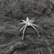 thumbnail image 3 of Billuyoard Accesorios de escena de fiesta de miedo de Halloween, telaraña elástica blanca, telaraña, decoración de Halloween de terror para Bar, casa Kits de decoración para fiestas blanco 20g Billuyoard JR0381-01, 3 of 3