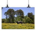 thumbnail image 2 of Print: Rural Alabama In The Spring, 2010, 2 of 4
