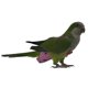 thumbnail image 2 of Pañal reutilizable para traje de vuelo de loros y pájaros, almohadilla para pañales de cacatúas y palomas, 2 of 2