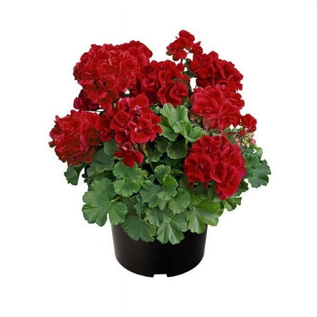 Expert Gardener 1.5G Geranium Live Plant Sun