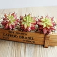 thumbnail image 6 of LABSERRON 1Pack Artificial Cactus in Grey for Home and Office Decor Reddish Brown Mini Size 1.97*1.97*3.46In, 6 of 8