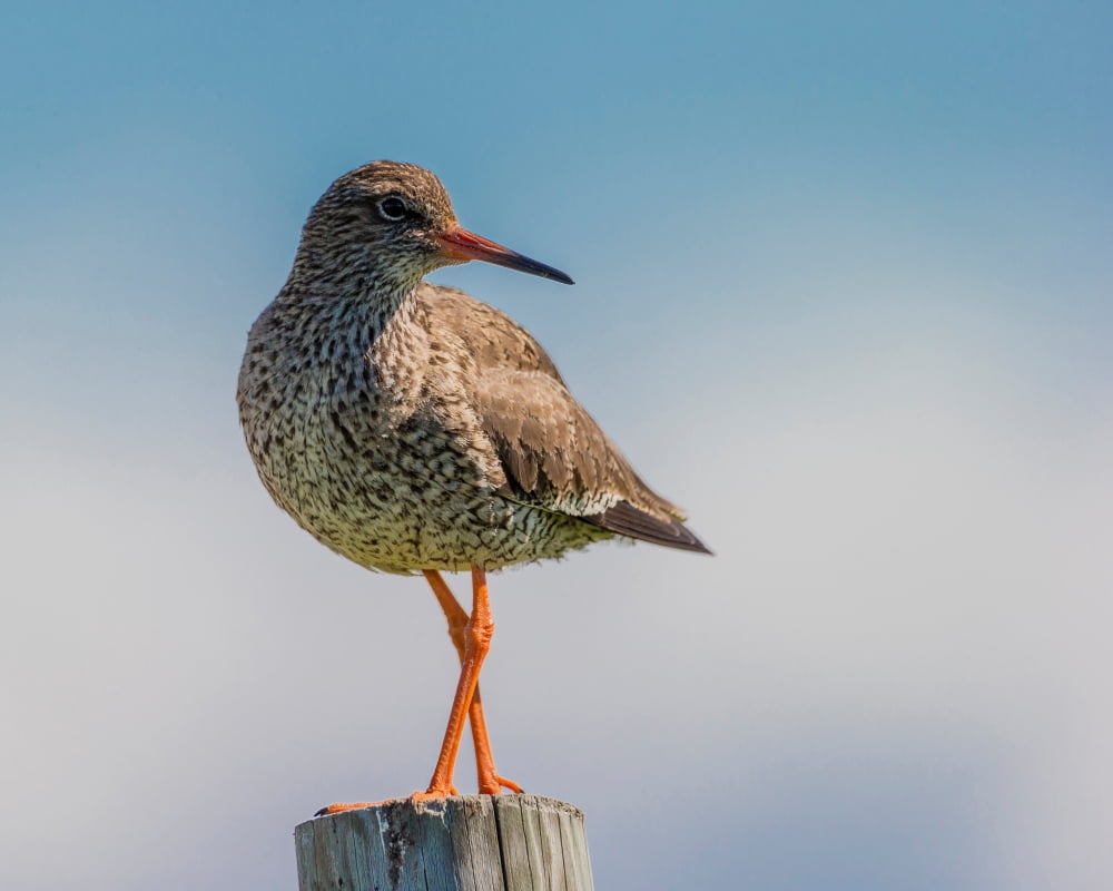 Redshank (tringa To