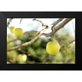 thumbnail image 2 of Mossholder, Tim 18x13 Black Modern Framed Museum Art Print Titled - Apples, 2 of 5