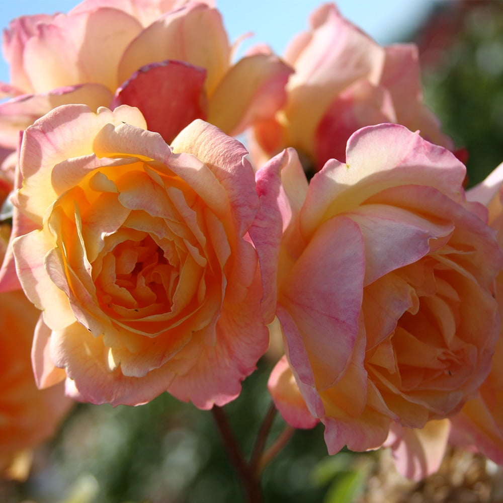 Heirloom Roses Rose Bush - Garden Sun™ Climbing Roses , Live Rose Plant