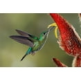 thumbnail image 2 of Jones, Adam 24x17 Gold Ornate Wood Framed with Double Matting Museum Art Print Titled - Green Crowned Brilliant hummingbird-Costa Rica, 2 of 4