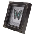 thumbnail image 1 of ColoMX Marco de exhibición de mariposa auténtico, hecho a mano, mariposa real, arte enmarcado, marco de exhibición de espécimen de mariposa, marco decorativo de exhibición de mariposa real, 1 of 7