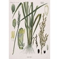thumbnail image 2 of Oryza Sativa, Rice Poster Print By Mary Evans Natural History Museum (24 X 36), 2 of 4