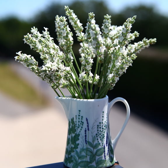 Direct Gardening Exceptional Lavender Dormant Bare Root White Flowering Perennial Starter Plant