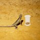 thumbnail image 4 of unbranded 4Ud De Para Reptiles Con Transparente Para Enriquecimiento, 4 of 8