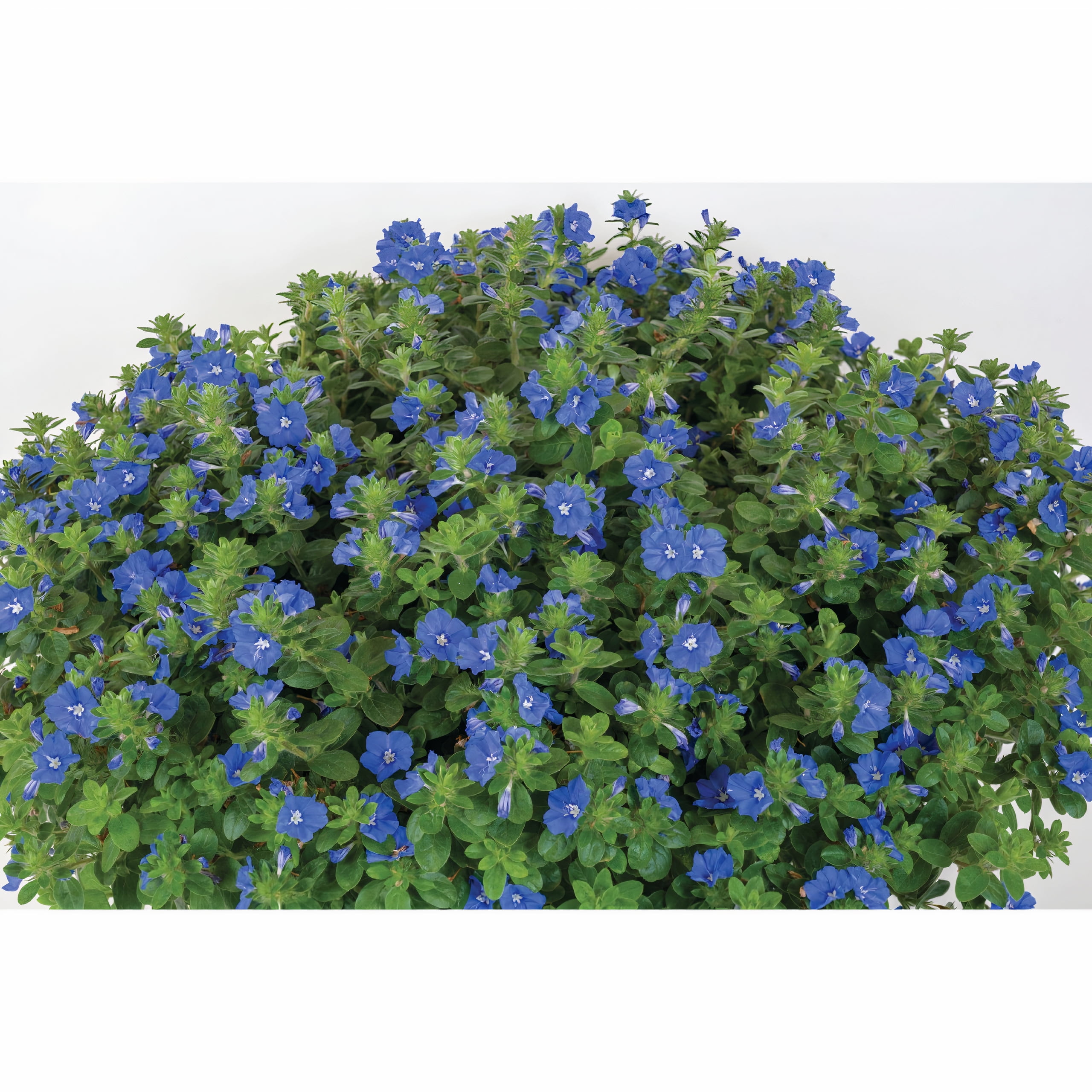 Expert Gardener 2Qt Evolvulous Blue Daze Live Plant Grower Pot