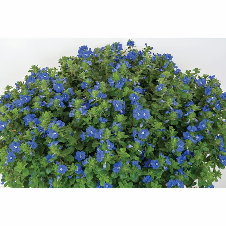 Expert Gardener 2Qt Evolvulous Blue Daze Live Plant Grower Pot