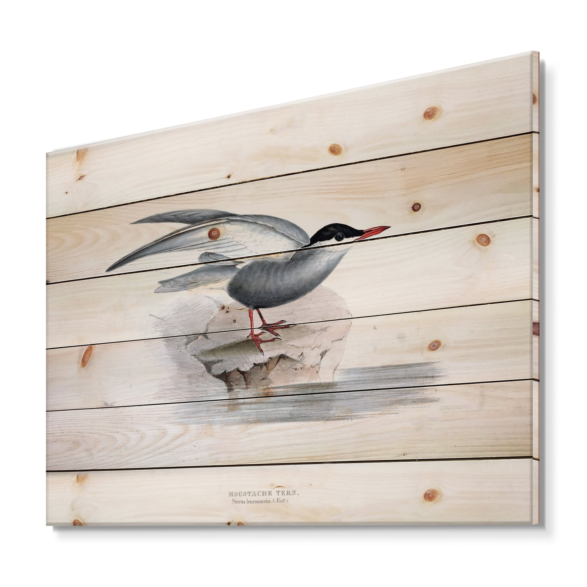 Designart 'Ancient Bird Of Europe I' Traditional Print on Natural Pine Wood