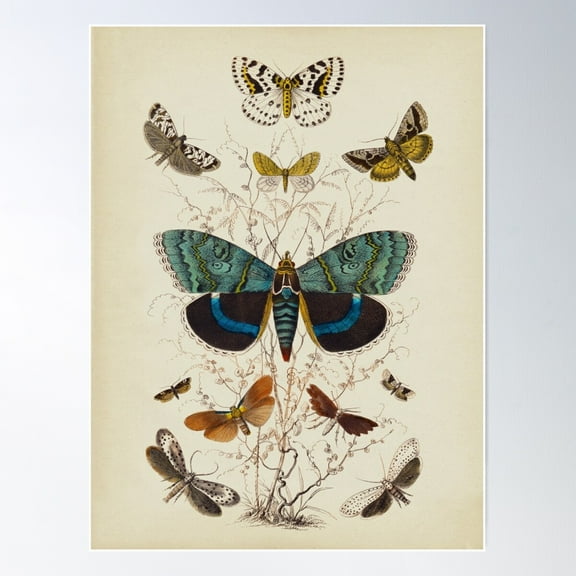 Multicolored Butterflies Poster Wall Art, Modern Wall Decor For Living Room Bedroom, 8x12 UNFRAMED