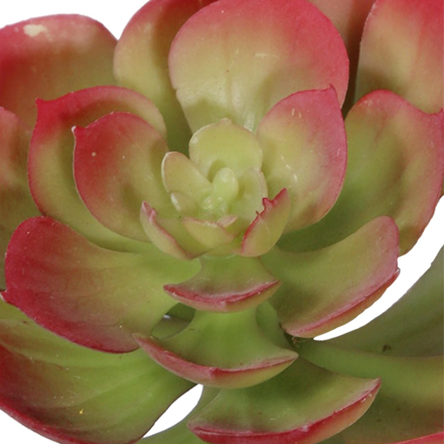 Tige de Plante Artificielle Succulente d'échévérie