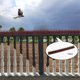 thumbnail image 4 of 12 piezas de plástico para pájaros, , palomas, gato, pájaro carpintero, de animales para exteriores, paredes, para s y Baoblaze picos de pájaro, 4 of 8