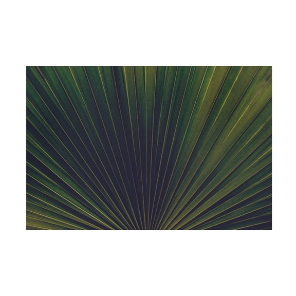Trademark Fine Art Tim Mossholder Palm Textures Canvas Wall Art