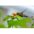 thumbnail image 2 of Jaynes Gallery 18x13 White Modern Wood Framed Museum Art Print Titled - Caribbean-Trinidad-Asa Wright Nature Center Female tufted coquette hummingbird feeding, 2 of 4
